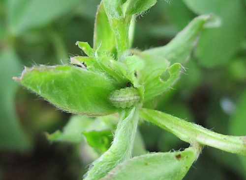 Larva en yema