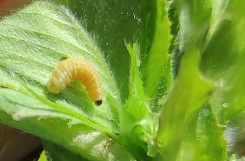 Larva joven