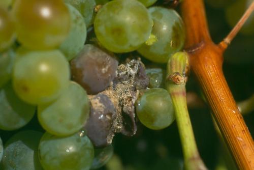 Síntomas en fruto