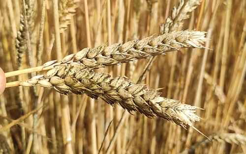 Síntomas en espiga de trigo 