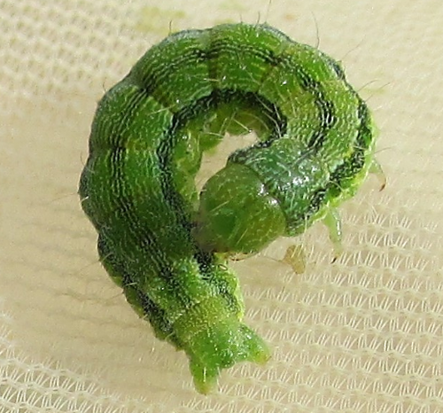 Larva 2
