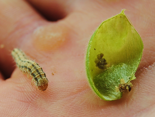 Larva y semilla devorada