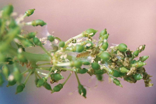 Larva y glomérulo