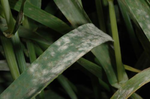 Manchas blanquecinas en hoja