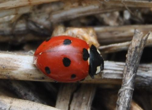 Adulto  de <em>Coccinella septempunctata</em>