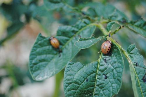 Larvas en hojas