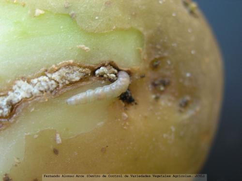 Larva en el interior del tubérculo