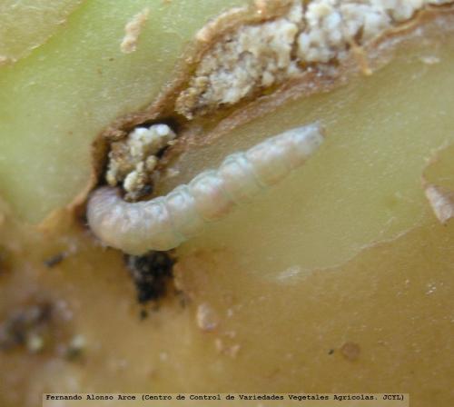 Detalle de la larva en tubérculo