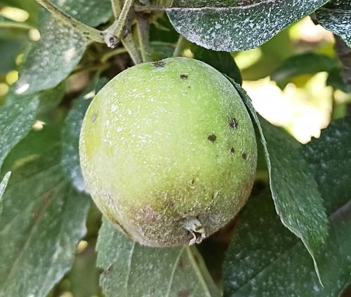 Daños en fruto. Manzano