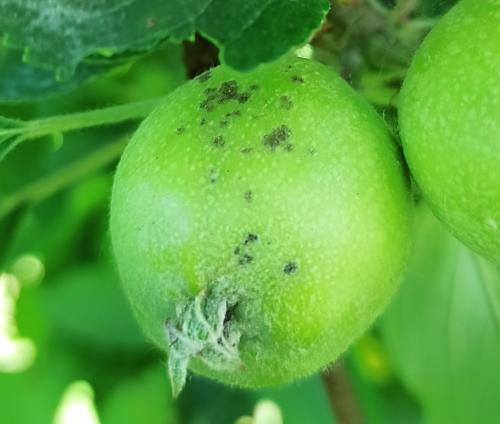 Síntomas fruto. Manzano