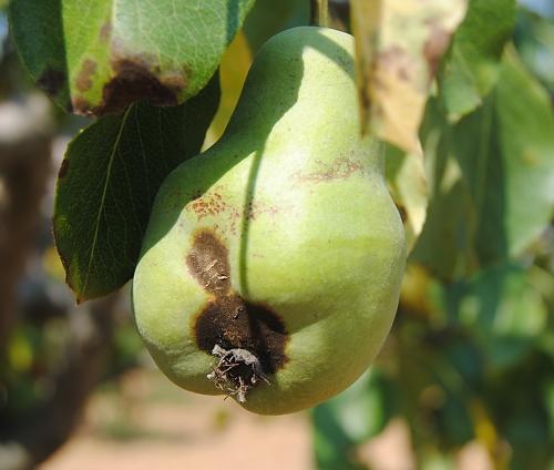 Síntoma en fruto. Peral