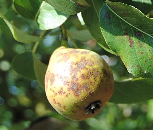 Manchas en fruto. Peral