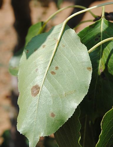 Mancha en hoja. Peral