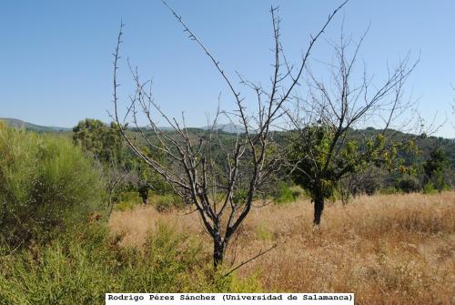 Árbol afectado