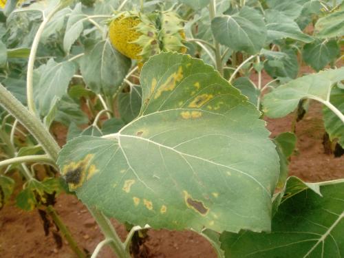 Verticilosis en girasol - Portal de Plagas del ITACyl