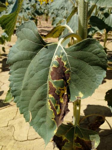 Verticilosis en girasol - Portal de Plagas del ITACyl