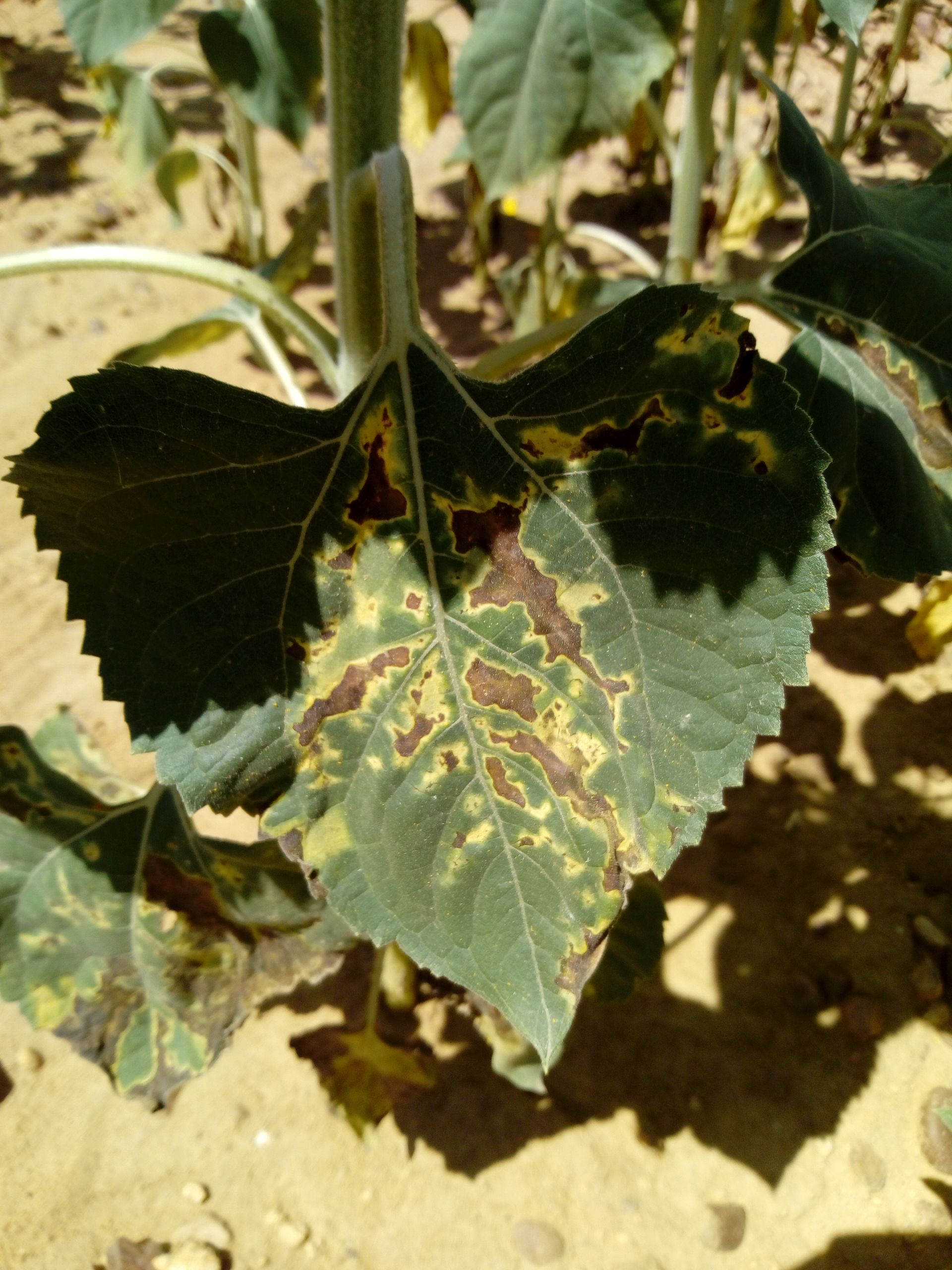 Verticilosis en girasol - Portal de Plagas del ITACyl